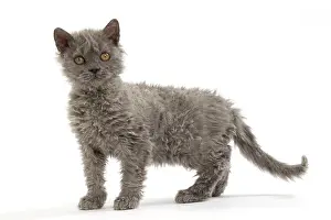 Rexs: Cat Selkirk Rex kitten