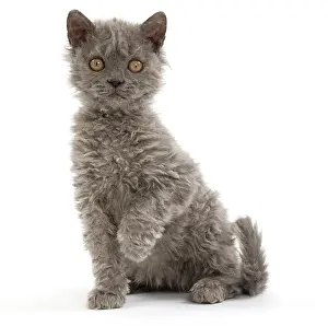 Rexs: Cat Selkirk Rex kitten
