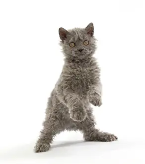 Rexs: Cat Selkirk Rex kitten