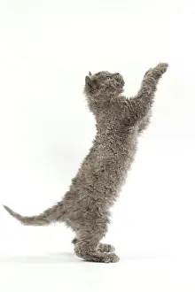 Rexs: Cat Selkirk Rex kitten