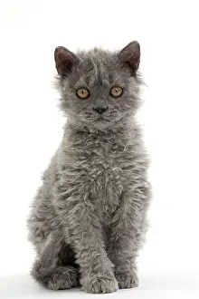 Rexs: Cat Selkirk Rex kitten