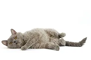 Rexs: Cat Selkirk Rex kitten