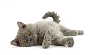 Rexs: Cat Selkirk Rex kitten