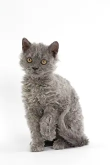 Rexs: Cat Selkirk Rex kitten