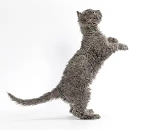Rexs: Cat Selkirk Rex kitten
