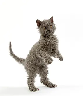 Rexs: Cat Selkirk Rex kitten standing on hind legs