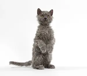 Rexs: Cat Selkirk Rex kitten standing on hind legs