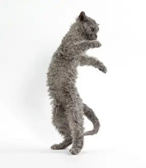 Rexs: Cat Selkirk Rex kitten standing on hind legs