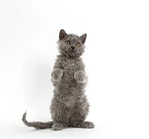 Rexs: Cat Selkirk Rex kitten standing on hind legs