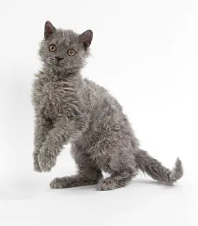 Rexs: Cat Selkirk Rex kitten standing on hind legs