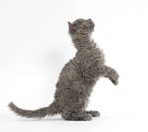 Rexs: Cat Selkirk Rex kitten standing on hind legs