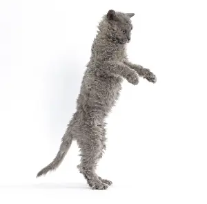 Rexs: Cat Selkirk Rex kitten standing on hind legs