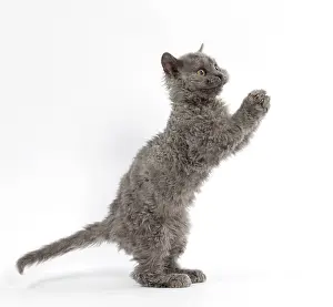 Rexs: Cat Selkirk Rex kitten standing on hind legs