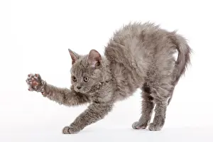 Arching: Cat - Selkirk Rex kitten in studio - arching back