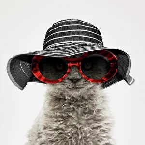 Stylish: Cat