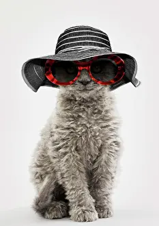 Glasses: Cat