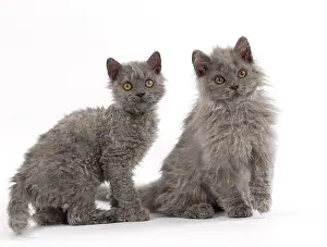Rexs: Cat Selkirk Rex kittens