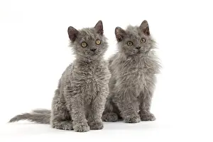 Rexs: Cat Selkirk Rex kittens