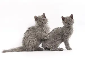 Rexs: Cat Selkirk Rex kittens