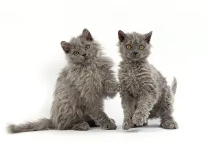 Rexs: Cat Selkirk Rex kittens