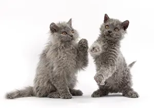 Rexs: Cat Selkirk Rex kittens
