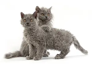 Rexs: Cat Selkirk Rex kittens