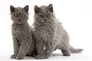 Rexs: Cat Selkirk Rex kittens
