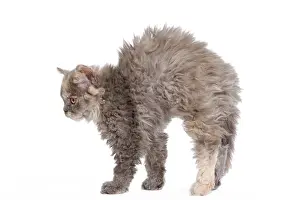Arching: Cat - Selkirk Rex kittens in studio - arching back
