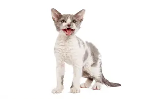 Miaowing: Cat - Selkirk Rex kittens in studio - miaowing