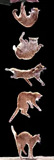 Lapse: Cat