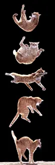 Lapse: Cat - Sequence of falling cat