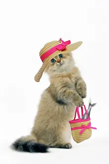 Handbag: Cat - Shaded Golden Perisan on hind legs, wearing