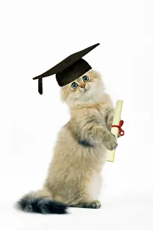 Boards: Cat - Shaded Golden Persian on hind legs - in mortarboard