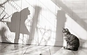 Bored: Cat and shadow Refuge of Beauregard France