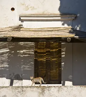Islets: Cat and shaow on Stromboli Island