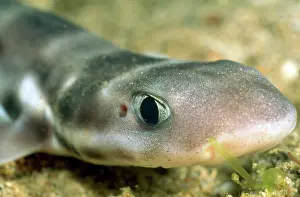 Douglas David Seifert: Cat Shark - close-up of head