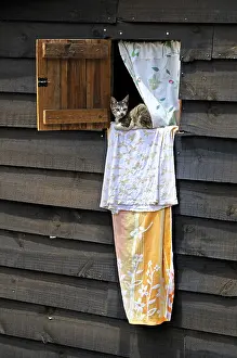 Windows: Cat on the sheets to the window of a room in Madagascar