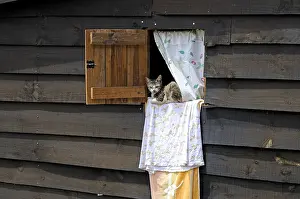 Windows: Cat on the sheets to the window of a room in Madagascar