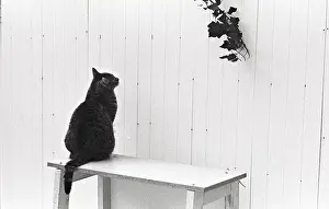 Shelf: Cat on a shelf Refuge of Beauregard France