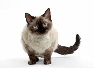 Rexs: Cat Short-haired Selkirk Rex