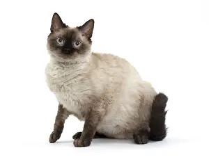 Rexs: Cat Short-haired Selkirk Rex