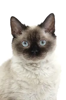 Rexs: Cat Short-haired Selkirk Rex