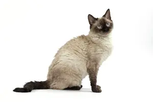 Rexs: Cat Short-haired Selkirk Rex
