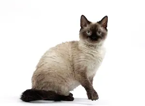 Rexs: Cat Short-haired Selkirk Rex