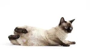 Rexs: Cat Short-haired Selkirk Rex