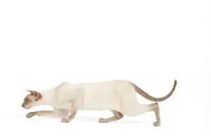 Prowl: Cat - Siamese