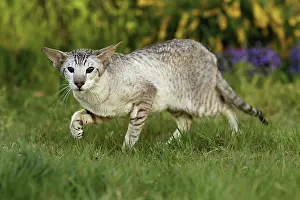 Prowling: Cat - Siamese