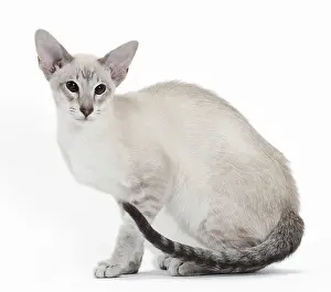 Siameses: Cat - Siamese