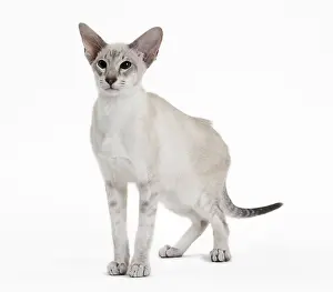 Siameses: Cat - Siamese