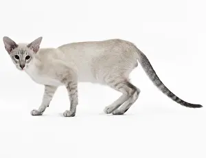 Siameses: Cat - Siamese